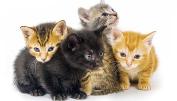 Finding-homes-for-your-kittens-1.png